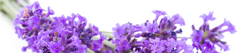 Main Header Lavender